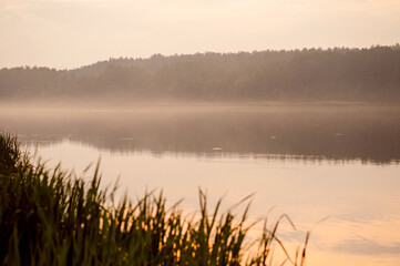Foggy morning on the lake shore with reeds lit by soft sunlight