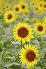 満開のひまわり