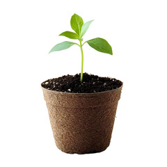 Young Green Plant in Brown Pot with Soil on Transparent Background Isolated