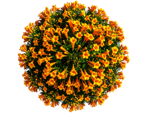 Top-Down View of Trumpet Vine Blossom Cluster, Bold Composition, isolated  and transparent the background.