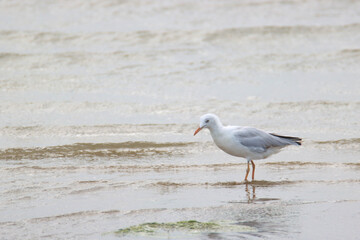 Slender billed seagull wander around looking for food lake looking for prey