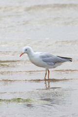 Slender billed seagull wander around looking for food lake looking for prey