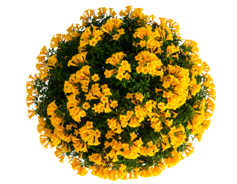  Top-Down View of Trumpet Vine Blossom Cluster, Bold Composition, and transparent the background.