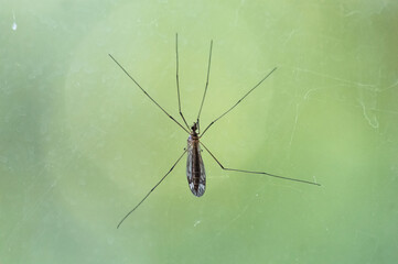 Tipulomorpha (lat.) is an infraorder of long-horned dipterous insects (Nematocera). Long  legs of a mosquito on a green background, macro.