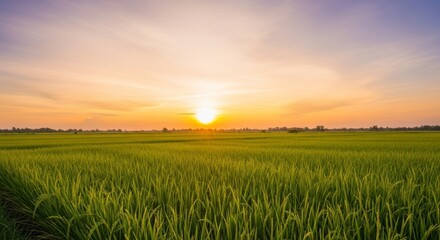 Golden Sunset Over a Lush Rice Paddy Field
