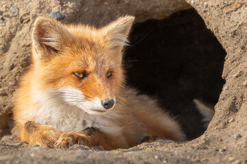 海岸沿いの窪みに丸く開けられた巣穴の中から、子キツネが顔を出して前足を揃えて座っている。背景は巣穴で、小キツネは巣穴から顔を出して少し右向きで座っている横構図です。