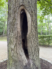 Detailed macro of old tree bark featuring deep hollow, perfect for rustic designs, wood texture, environmental themes, and nature-inspired visual content creators