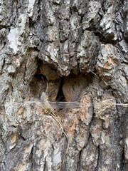 Close-up of textured tree bark with hollow cavity and spiderweb, natural background for eco design,...