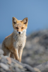 海岸沿いの砂山の影から子キツネが姿を出して凛々しくポーズをしている。背景は砂山と青空、子キツネは前足を揃えて凛々しく正面を見つめて立っている縦構図です。