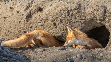 海岸沿いの砂浜に丸く開けられた巣穴、子キツネが出入りしている。背景が巣穴で、子キツネが２匹、左側の１匹が巣穴に潜り込む所を、右側の１匹が巣穴から顔を出して覗き込んでいるワイド構図です。