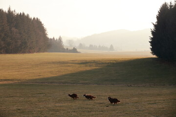 Three turkeys are running across a field