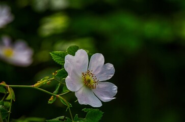A white flower with a yellow center is in the foreground of a green background. The flower is the main focus of the image, and it is the most vibrant and beautiful part of the scene