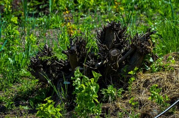 A bunch of dead branches are on the ground. The branches are brown and the grass is green