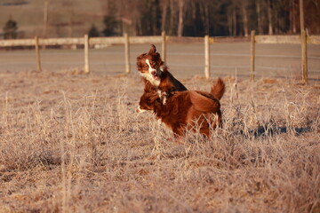 Two dogs are playing in a field of tall grass