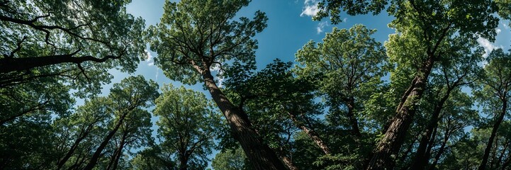 Obraz premium Lush Green Forest: Looking Up Through Dense Foliage
