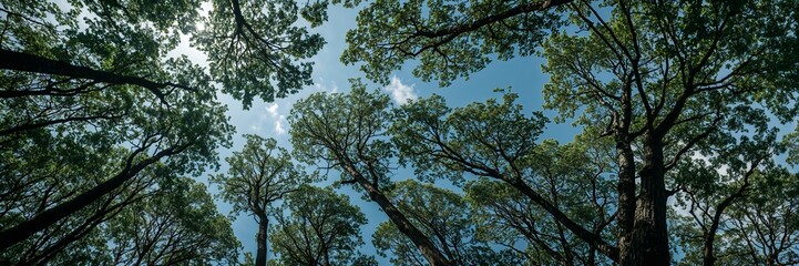 Fototapeta premium Low Angle View of Tall Trees in a Forest Canopy