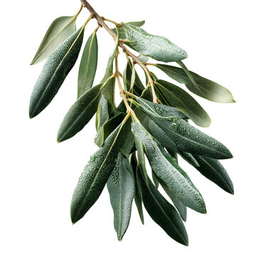 Close-up of vibrant olive branch with water droplets against a black background
