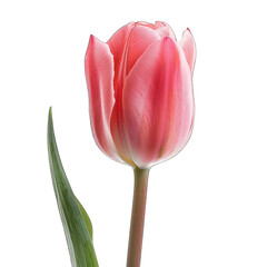 Single pink tulip with stem and leaf