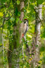 Great spotted woodpecker young Denmark