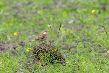 Skylark, Alauda arvensis, singing, Denmark, spring