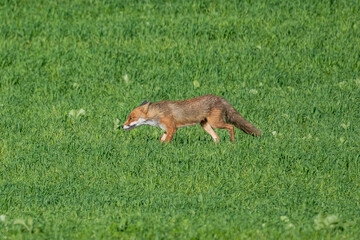 Beautiful red fox standing on a few stones over the water surface. Very focused on its prey. Pure natural wildlife photo. Ready to hunt.