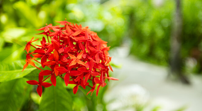 Gorgeous red Ixora coccinea rongon flowers blooming in tropical floral garden. Sunny lush foliage vibrant summer tones exotic petals dreamy botanical background colorful natural scenery texture
