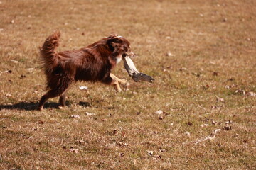 A brown dog is running through a field with a stick in its mouth