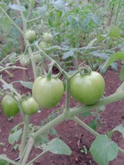Green Carry tomatoes planted in the garden area.