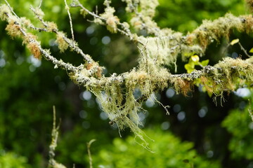 Usnea hirta, also known as grubby beard lichen, is a shrubby lichen species growing on tree bark. Madeira, Portugal.