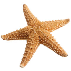 Unique starfish specimen isolated on a white background showcasing intricate textures and patterns