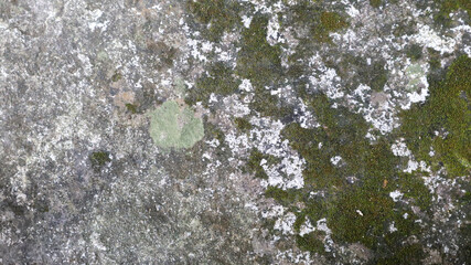 The surface of the cast is affected by moss corrosion, with a rough texture as an education on the...