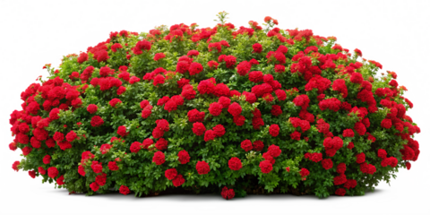 red flower shrubbery isolated on white background, png, ai generated.