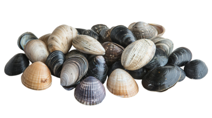 A collection of variously colored and textured clam shells arranged closely together.