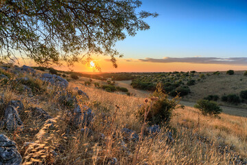 Summer hilly landscape at dawn in Apulia, Italy: view of Alta Murgia National Park.