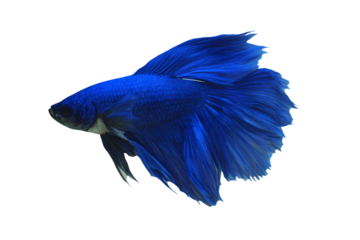 a blue fish with a white background