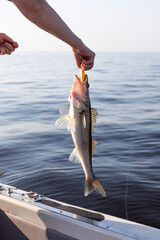 a pike perch, zander caught on a spinning rod is pulled out of the water, the caught fish is in the...