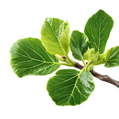 Fresh fig leaves on a branch against a dark background capturing natural beauty