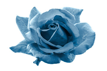 a blue rose is shown in a blue tone