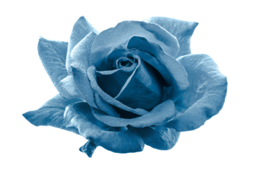 a blue rose is shown in a blue tone