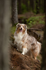 An Australian shepherd dog, with red merle fur, stands on a small hill in a dense forest. The dog...