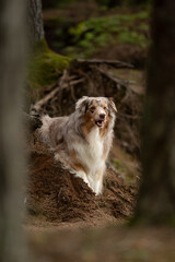 A fluffy red merle Australian Shepherd rests on a small hill, panting happily. The dog is in a wooded area, with trees in the foreground creating a natural frame