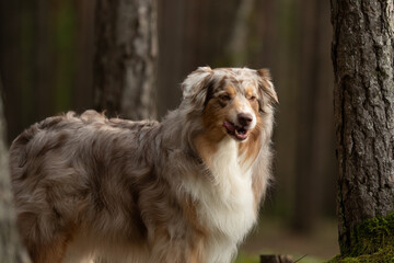 An Australian Shepherd dog with red merle fur, poses among the trees in a forest. The dog looks forward with its mouth slightly open in the morning light