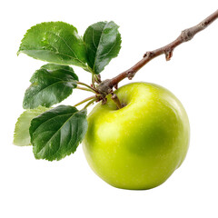 Green apple hanging on a branch against a black background studio shot