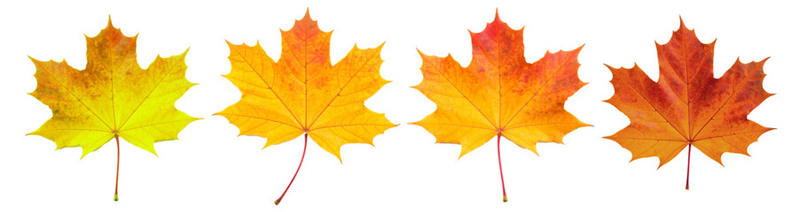 Four colorful maple leaves changing colors on transparent background