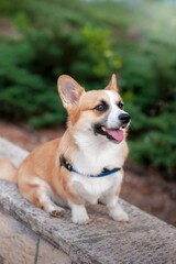 cute little ginger dog corgi walks in the park