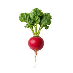 Vibrant radish displaying fresh green leaves against a plain transparent setting