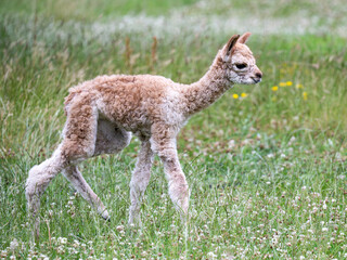 Alpaca (Vicugna pacos) in its natural environment