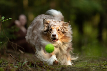 A red merle Australian Shepherd dog runs in a forest toward a green tennis ball. The dog has a fluffy coat and looks eager to catch the ball during the daytime