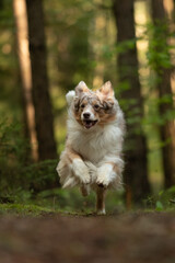 A red merle Australian Shepherd leaps forward with energy. The happy dog runs on a path through the forest trees, paws off the ground, fur flowing