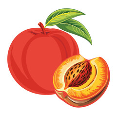 Peach  With Seed Inside vector icon on white background